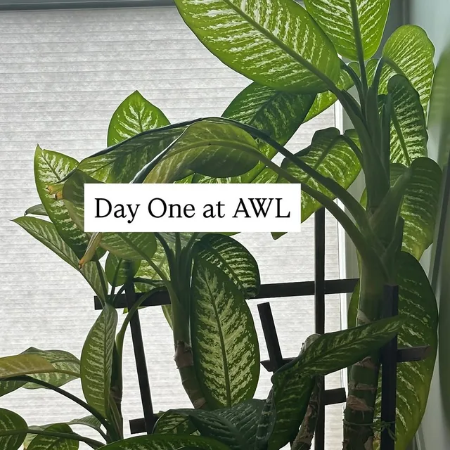 Day One at All Well Life, a plant in the clinic